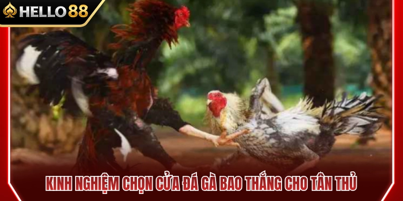 Mẹo chọn cửa đá gà HELLO88 hiệu quả cho tân thủ 