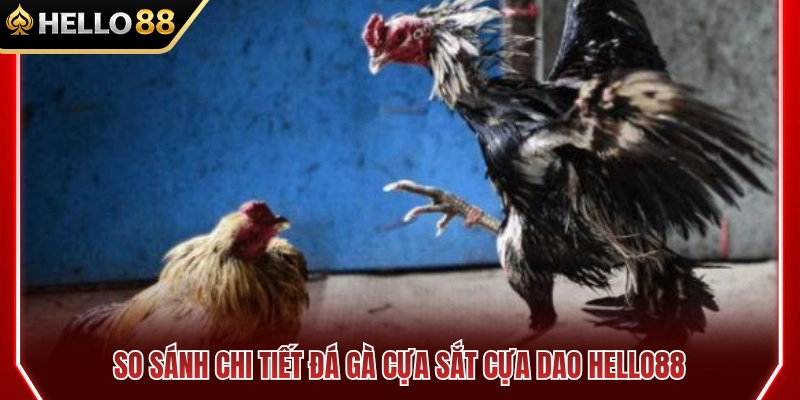 So sánh đá gà cựa sắt cựa dao HELLO88 