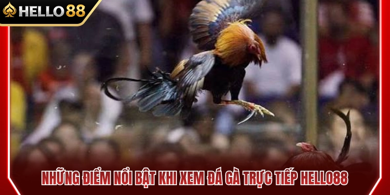 Điểm nổi bật khi xem đá gà trực tiếp HELLO88